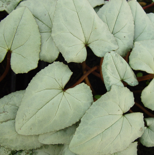 Cyclamen hederifolium